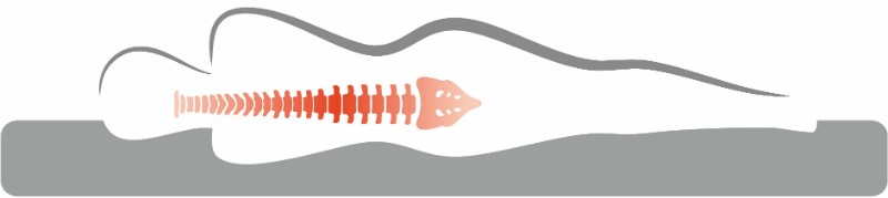 Diagram of the spine from the back.