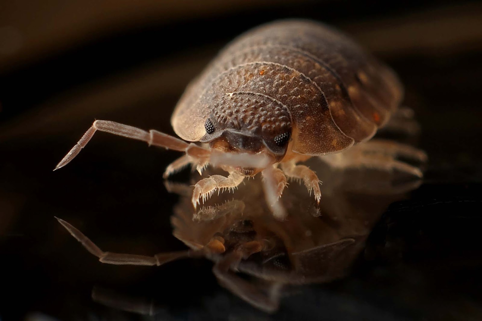 bedbug